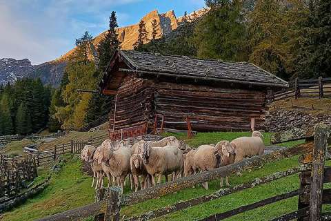 Schafe auf der Alm