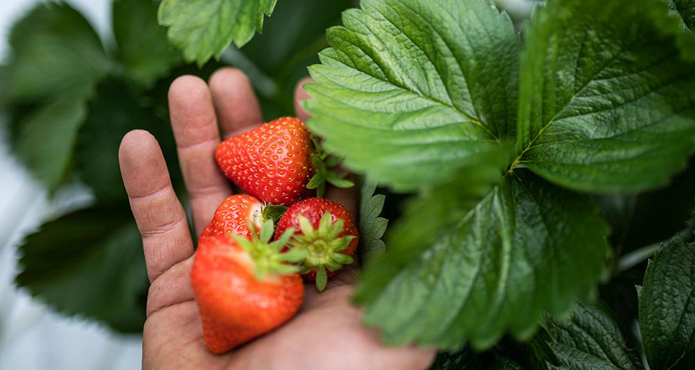 Marteller Erdbeeren