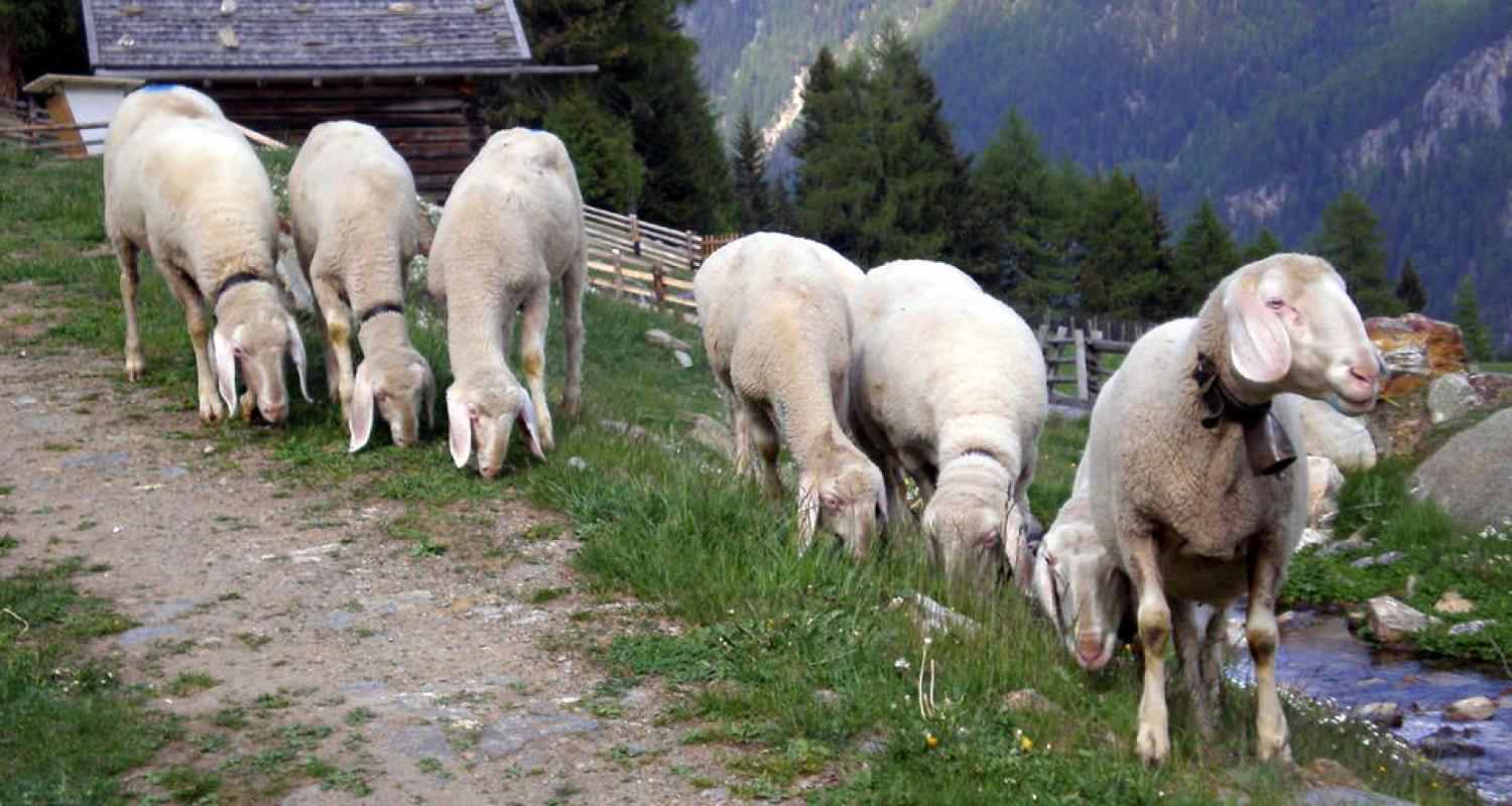 Schafe auf der Almwiese