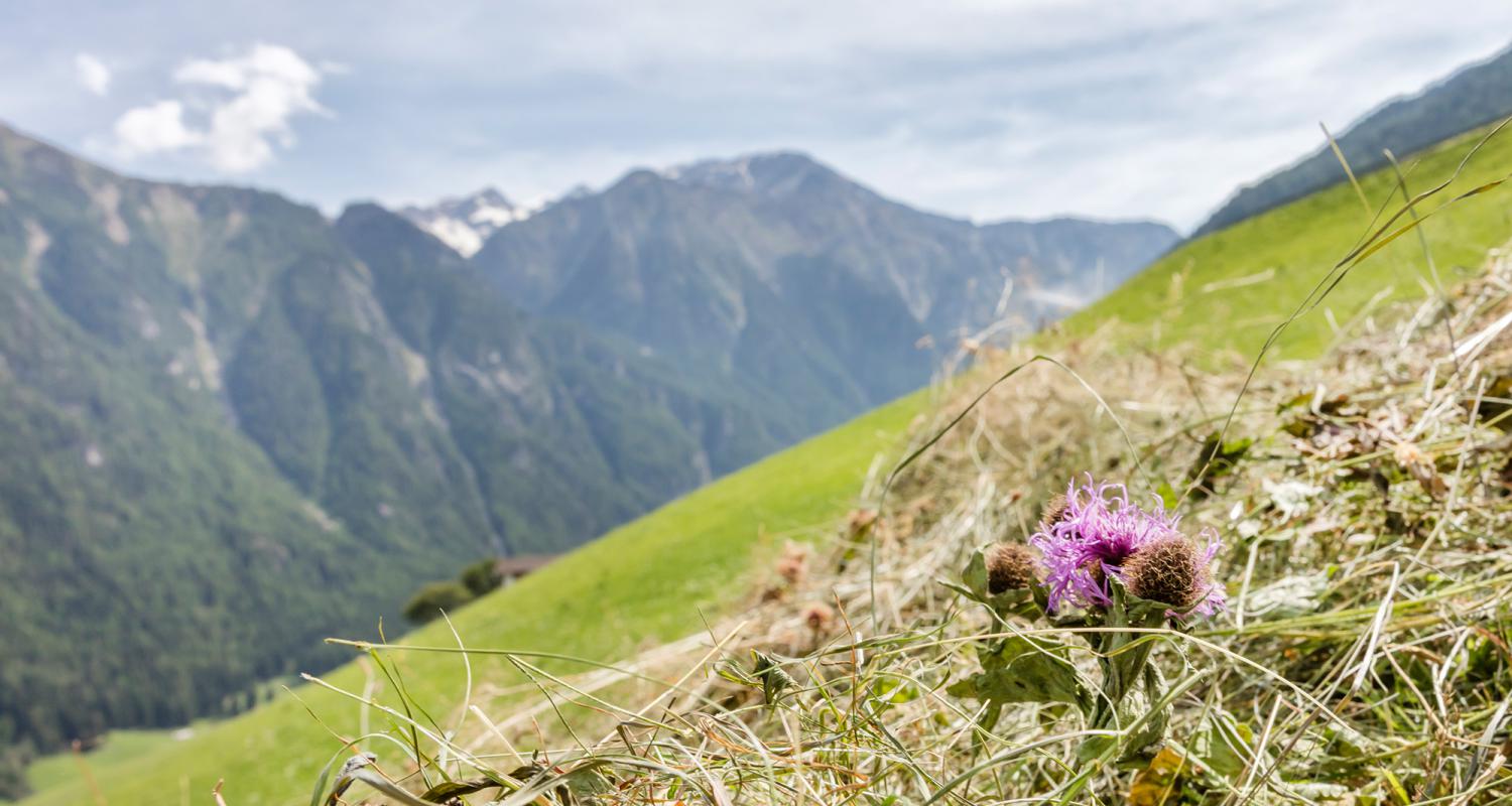 Heuarbeit umgeben von den Marteller-Alpen